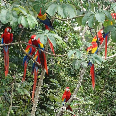 Casa Guacamaya Hotel Palenque Kültér fotó