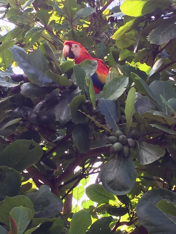 Casa Guacamaya Hotel Palenque Kültér fotó